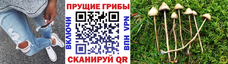 mega как войти  Кущёвская  Галлюциногенные грибы мицелий 